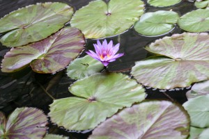 Hypnotherapie, Lotusblume als Symbol für Hypnotherapie